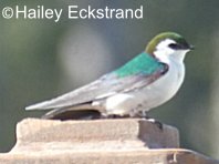 Violet-green Swallow